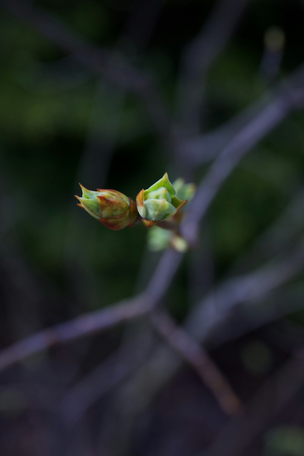 green plant in tilt shift lens