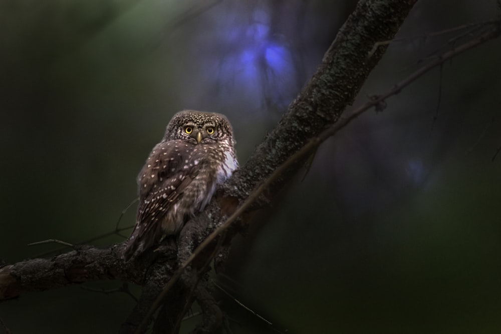 brown owl perched on brown tree branch