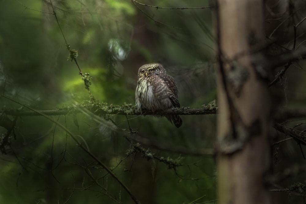 brown owl perched on brown tree branch during daytime