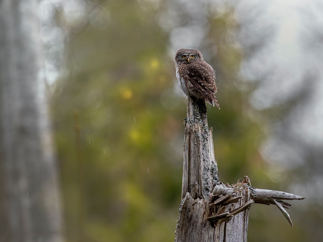 brown bird on brown wooden post during daytime