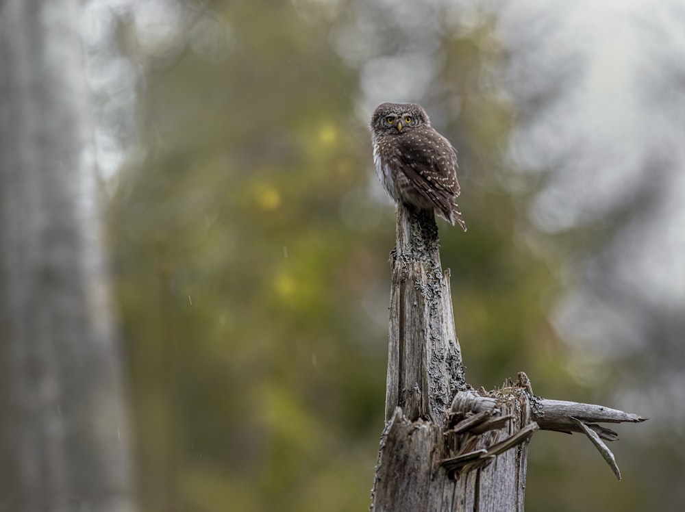brown bird on brown wooden post during daytime