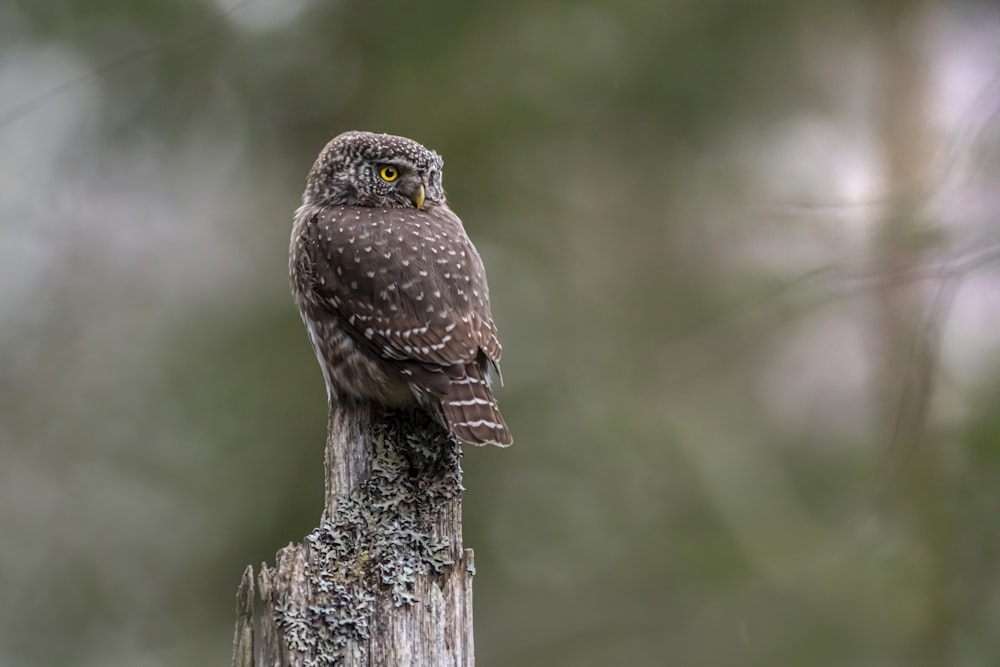 brown owl perched on brown wooden post during daytime