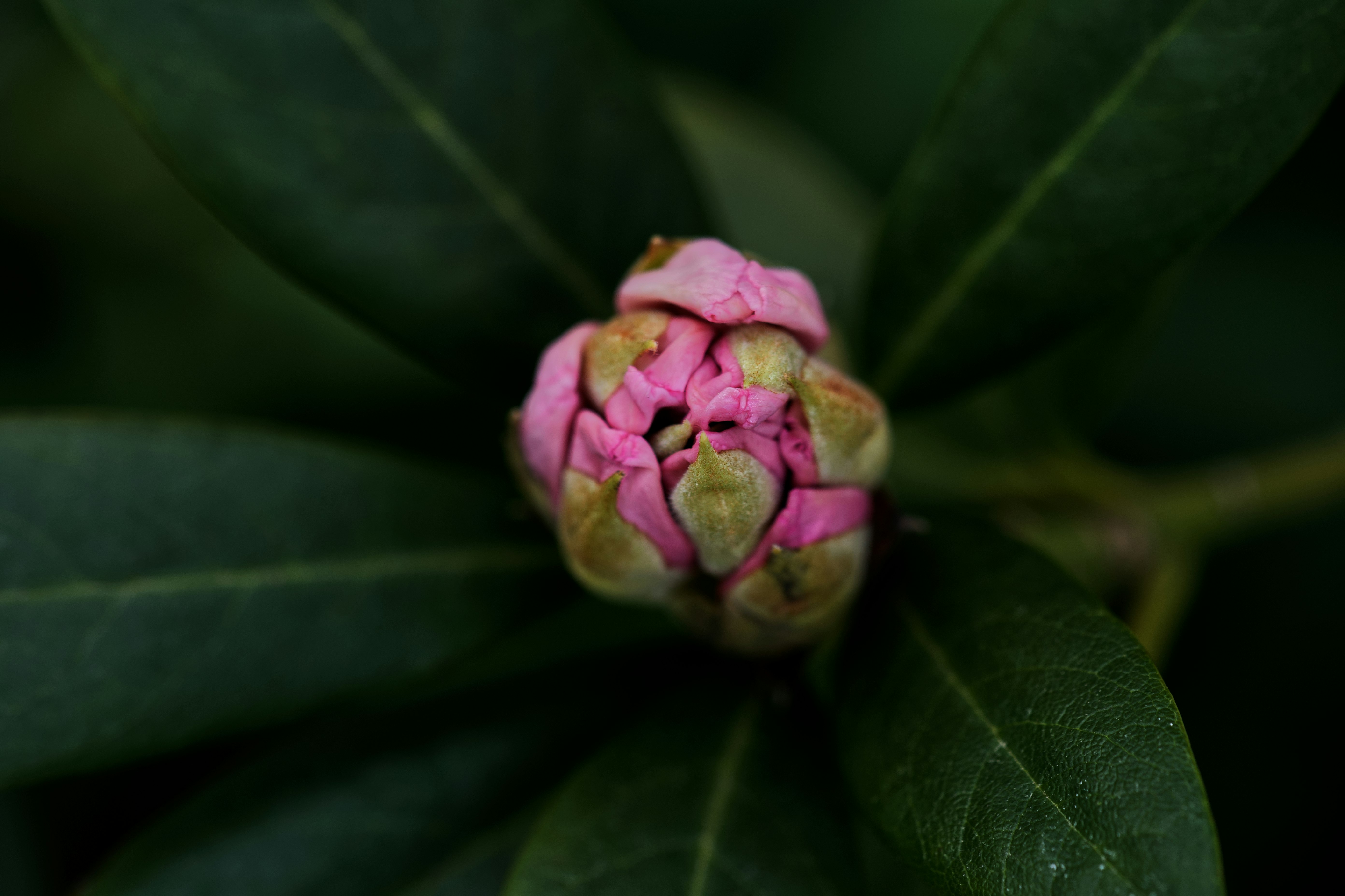pink flower bud in close up photography