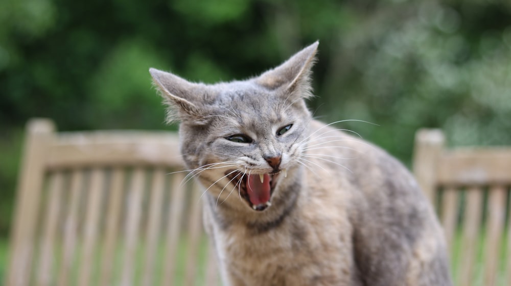 brown tabby cat with orange collar