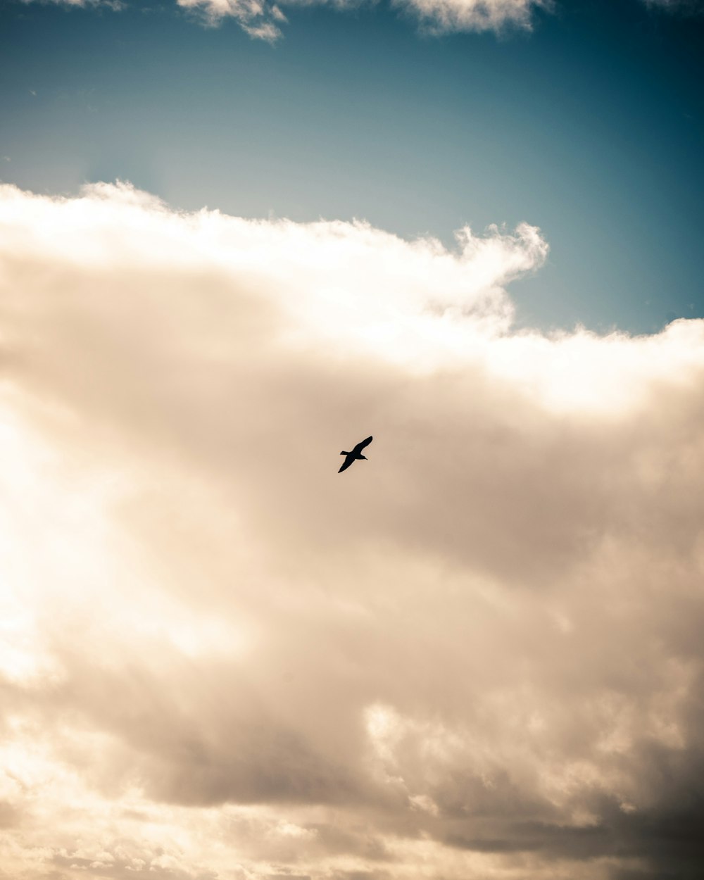 silhouette of bird flying under white clouds during daytime