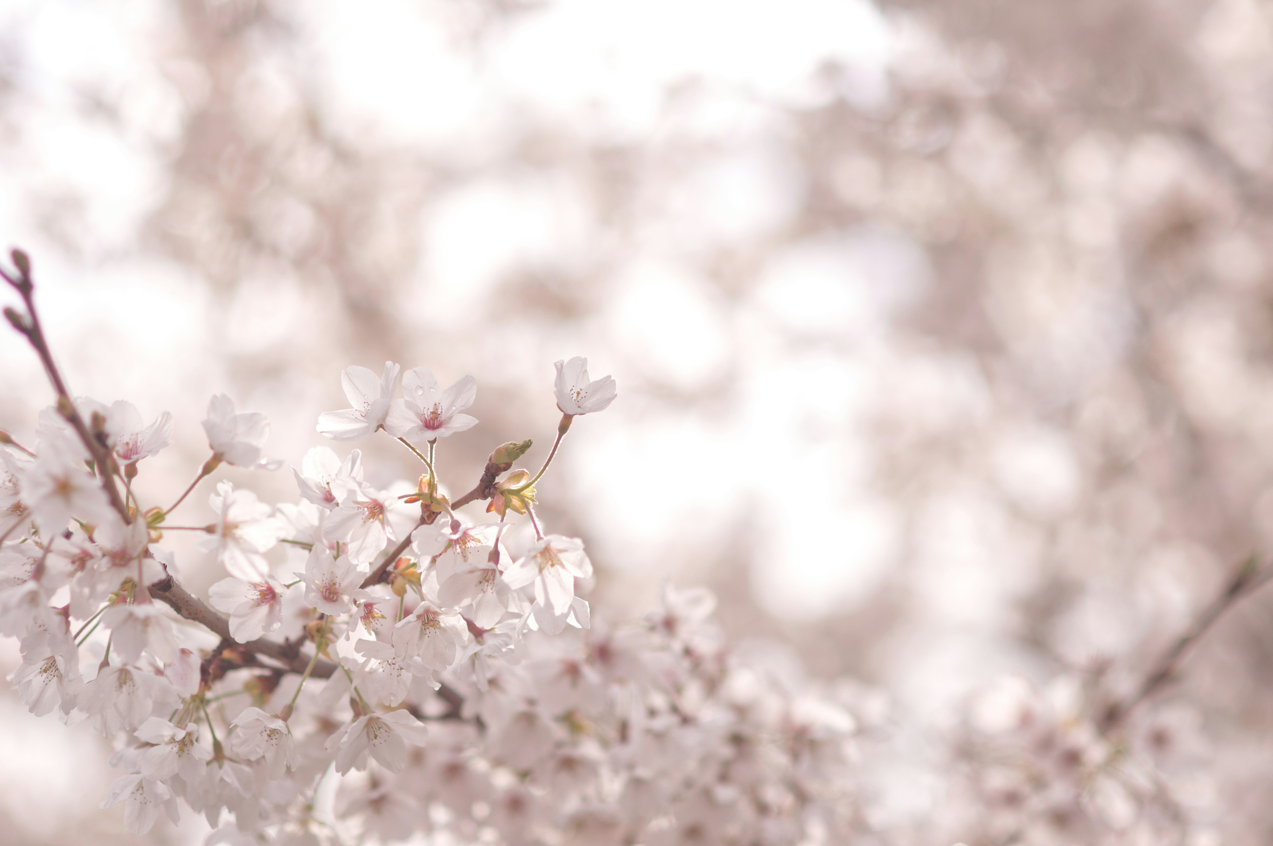 Photo by felicewoelke