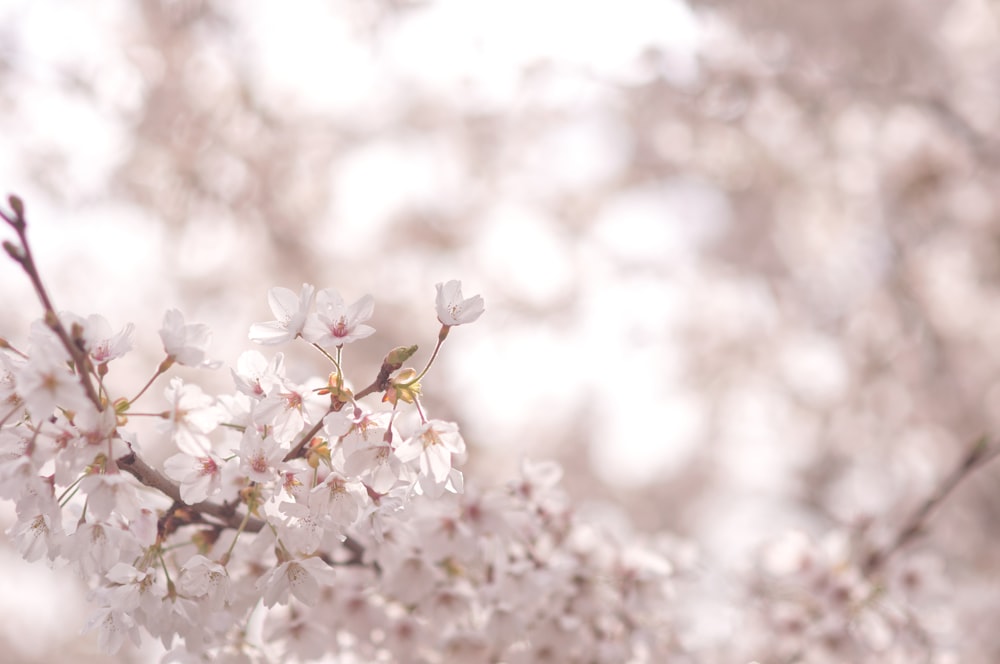 white and pink cherry blossom