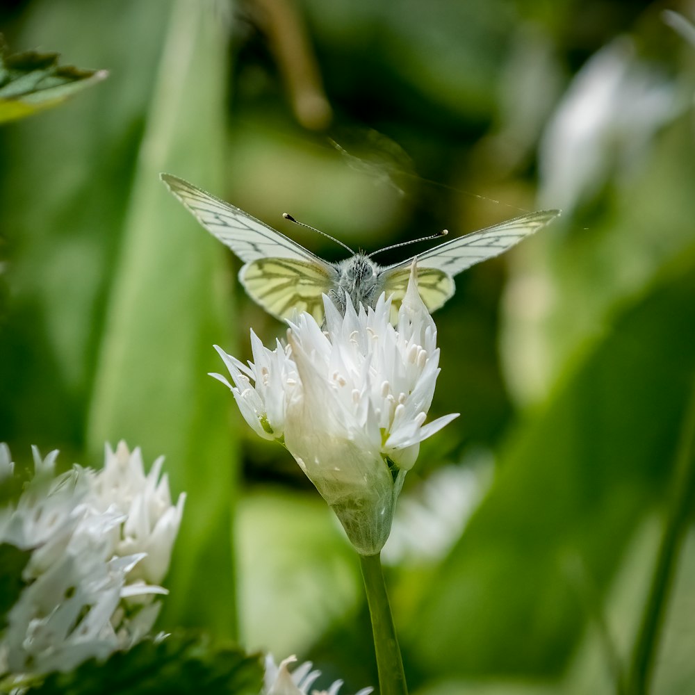 black and white butterfly on white flower