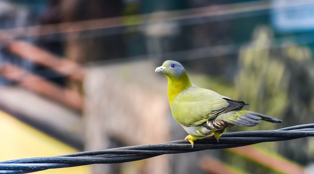 yellow and green bird on black metal bar