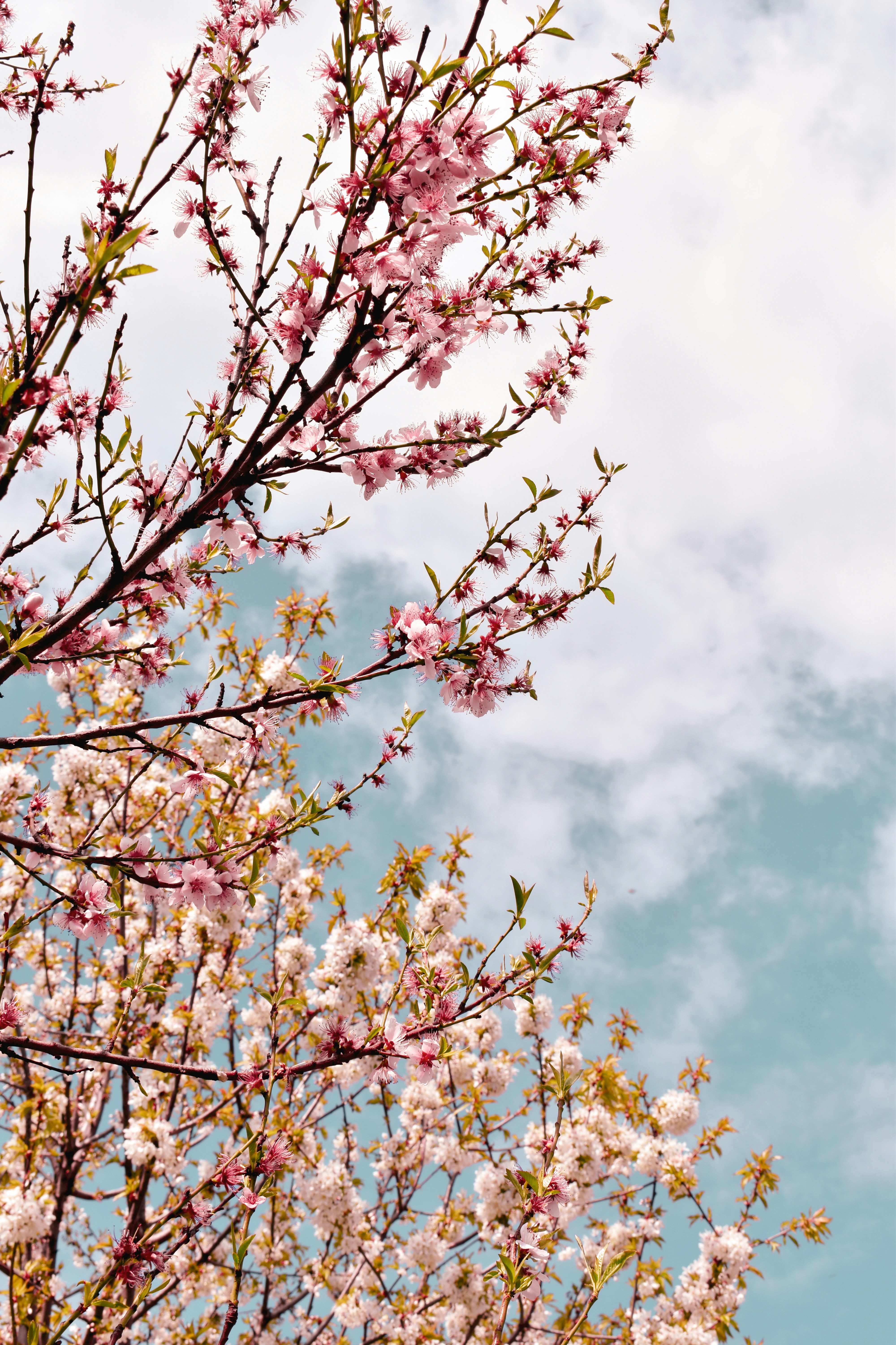 Photo by bianncapatrascu