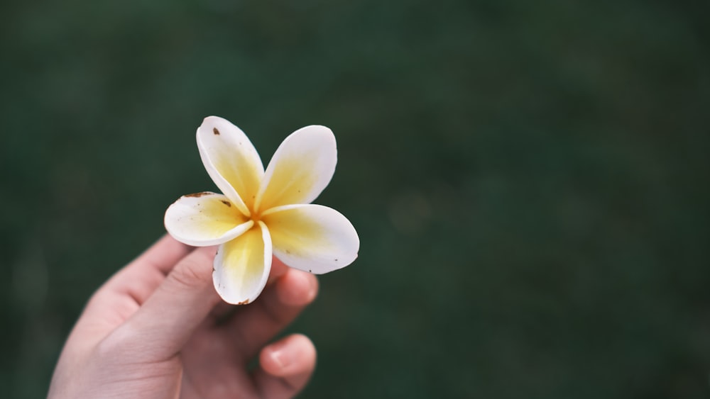 fleur blanche et jaune à 5 pétales photo – Photo La personne Gratuite sur  Unsplash