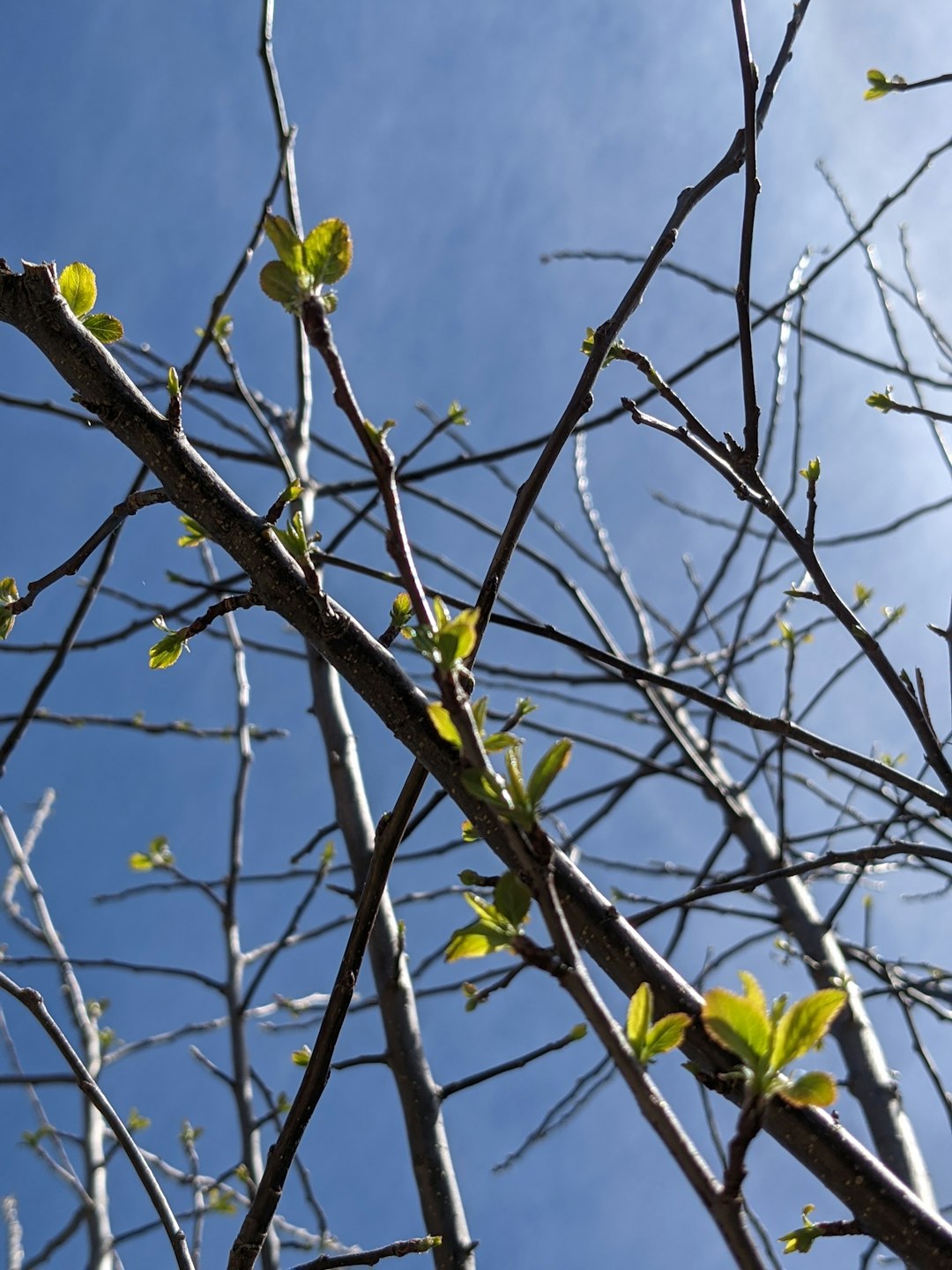 green leaves on brown tree branch during daytime