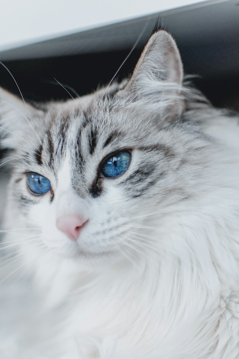 white and black tabby cat