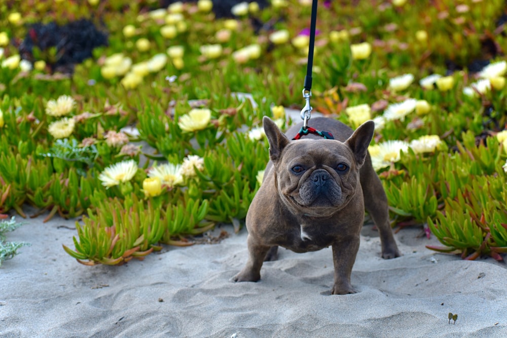 brown pug with leash walking on pathway