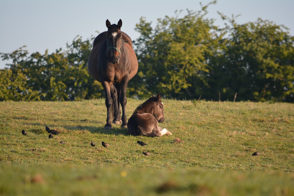 brown horse on green grass field during daytime