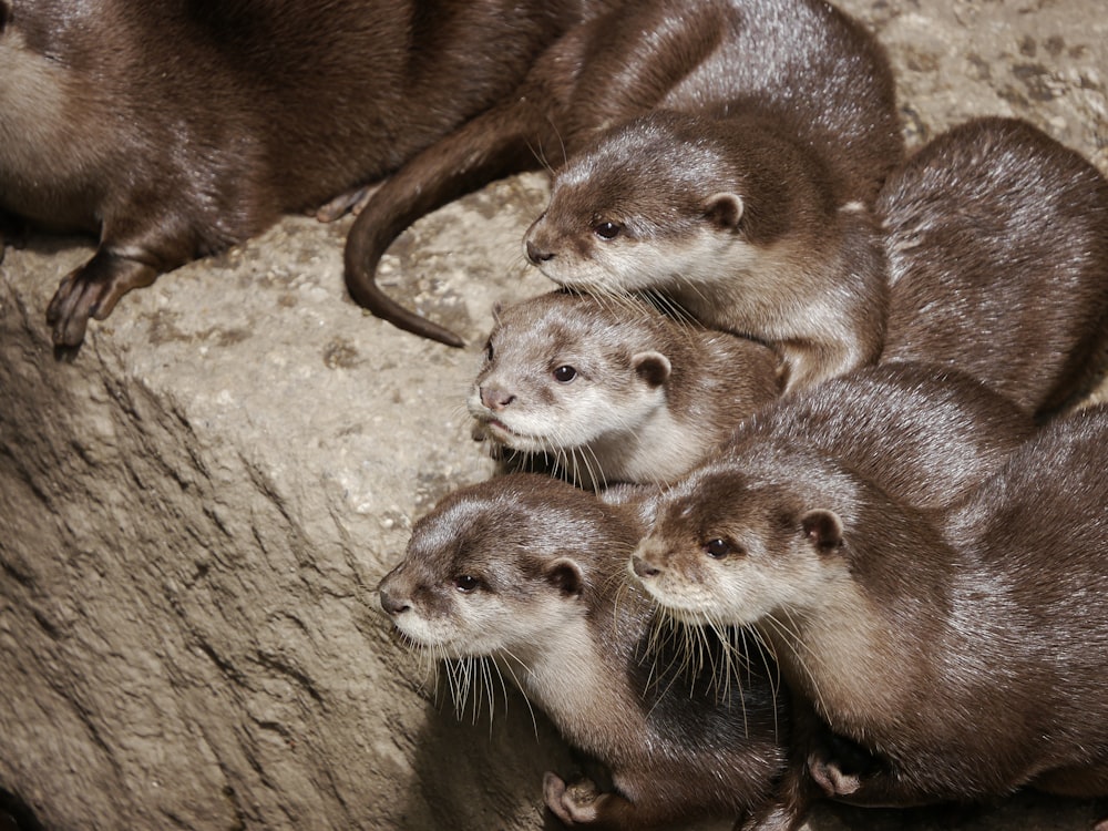 brown and white animal on gray rock