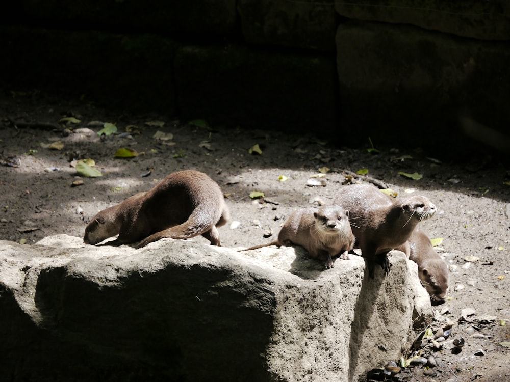 2 brown animals on gray rock during daytime