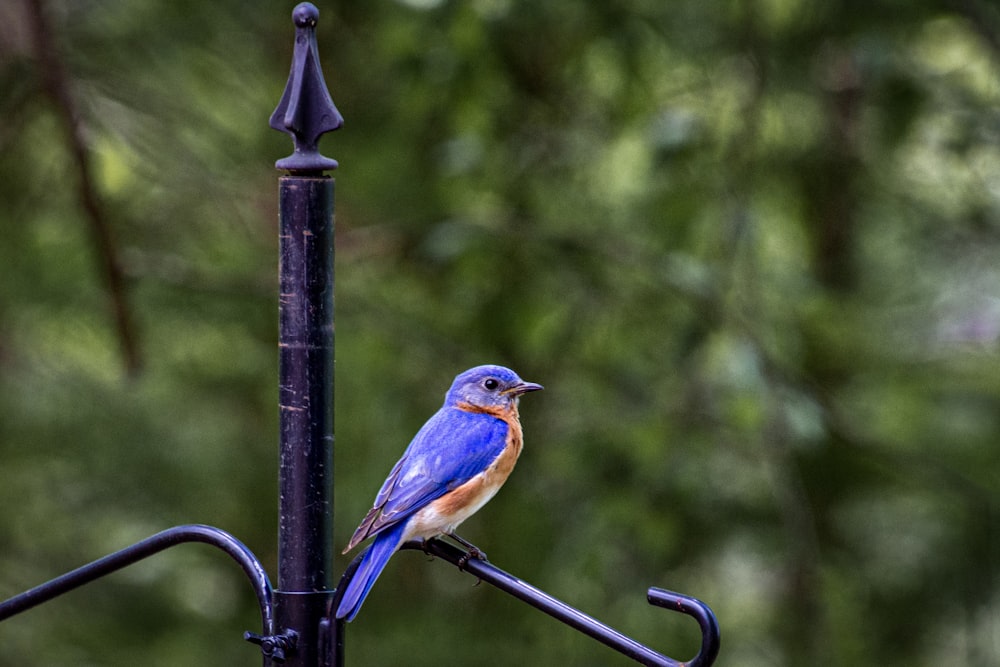 blauer und brauner Vogel tagsüber auf schwarzem Metallzaun