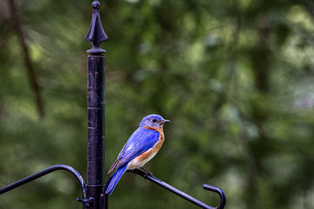 blue and brown bird on black metal fence during daytime