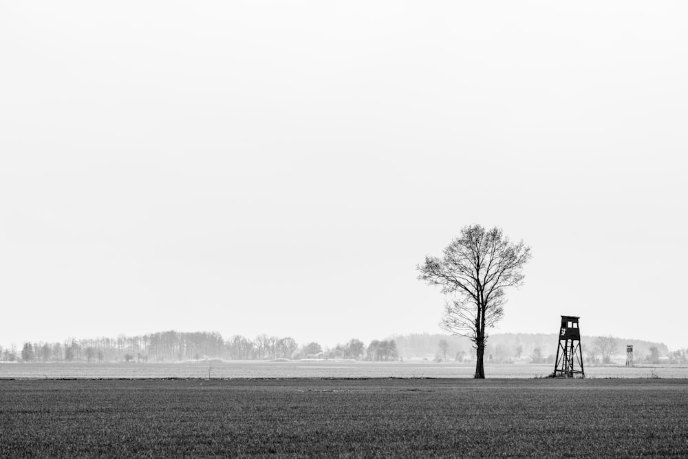 bare tree on grass field during daytime