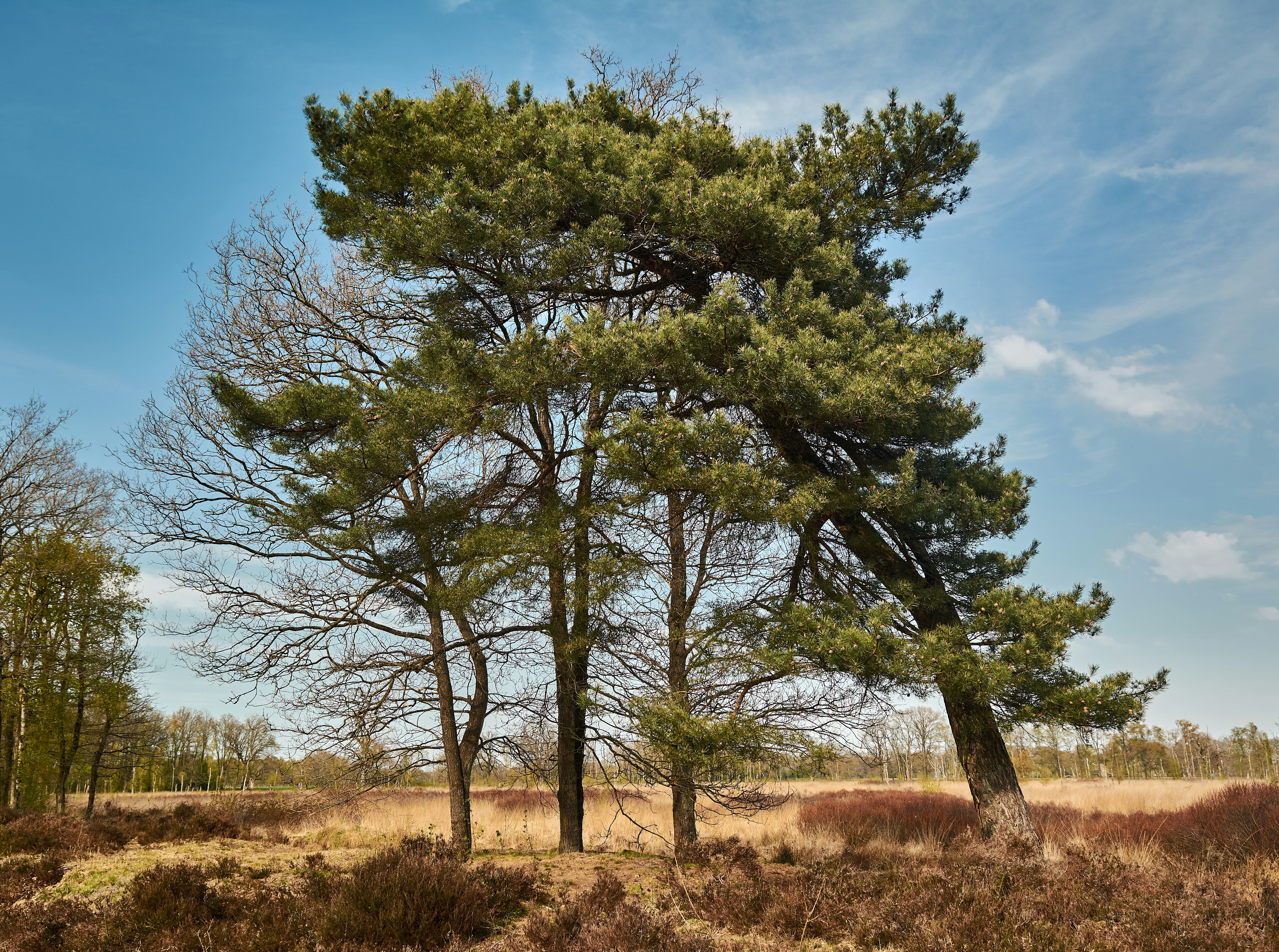 Árbol verde en campo de hierba marrón durante el día