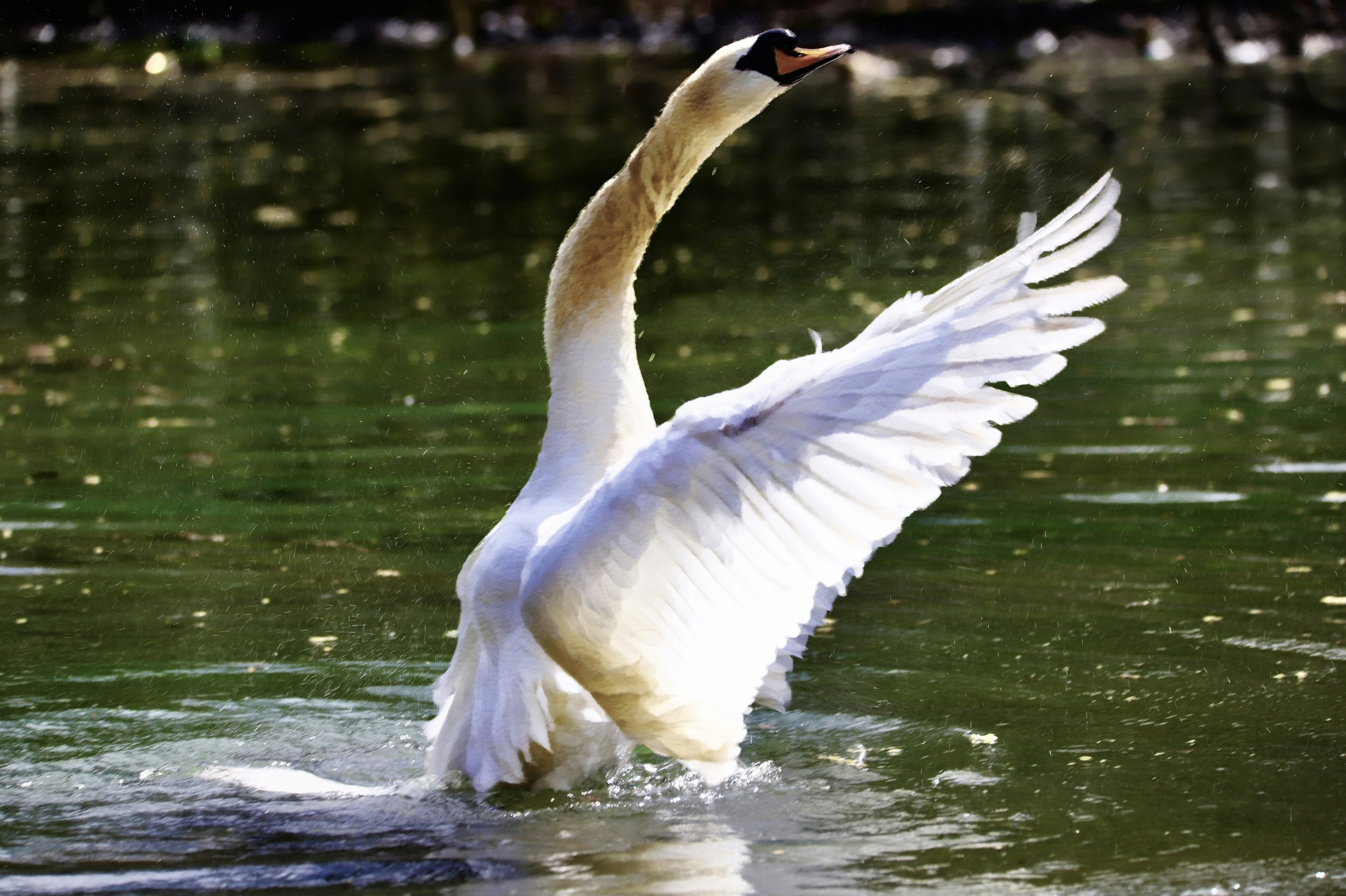 Photo by puffinadventures