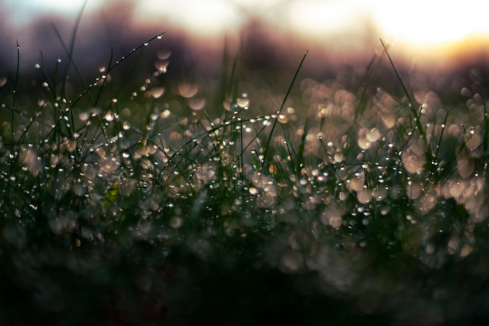 water droplets on green grass during daytime