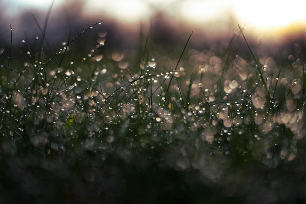 goccioline d'acqua sull'erba verde durante il giorno