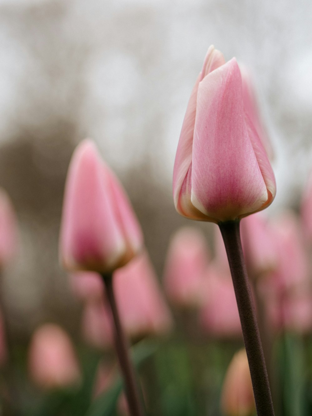 Rosa Tulpe blüht tagsüber