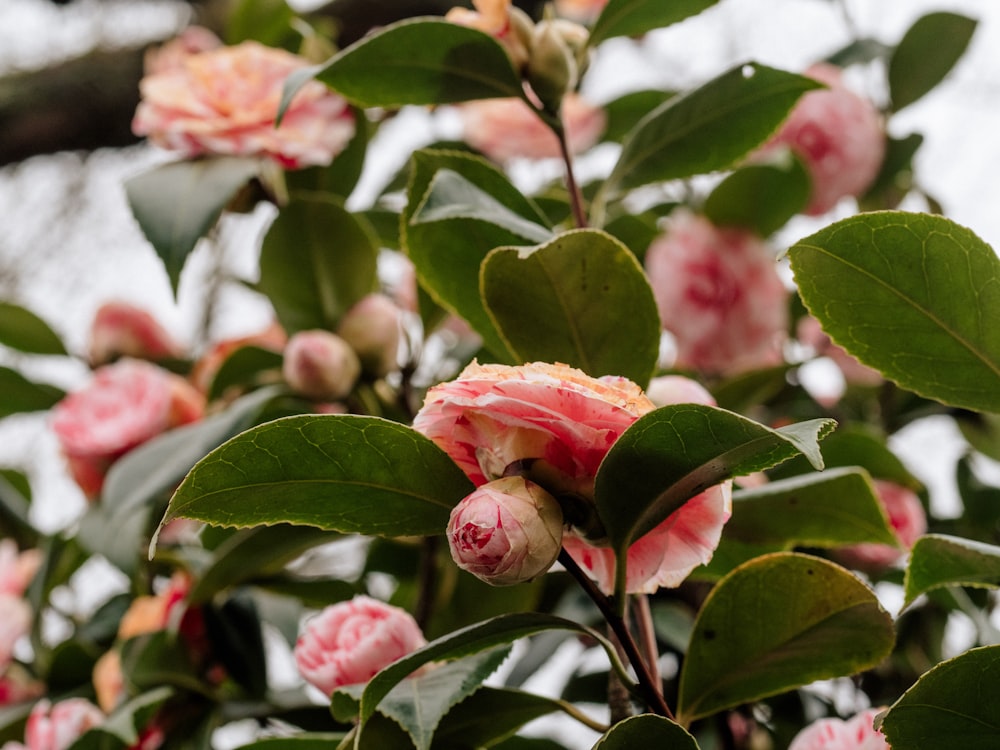 pink roses in bloom during daytime