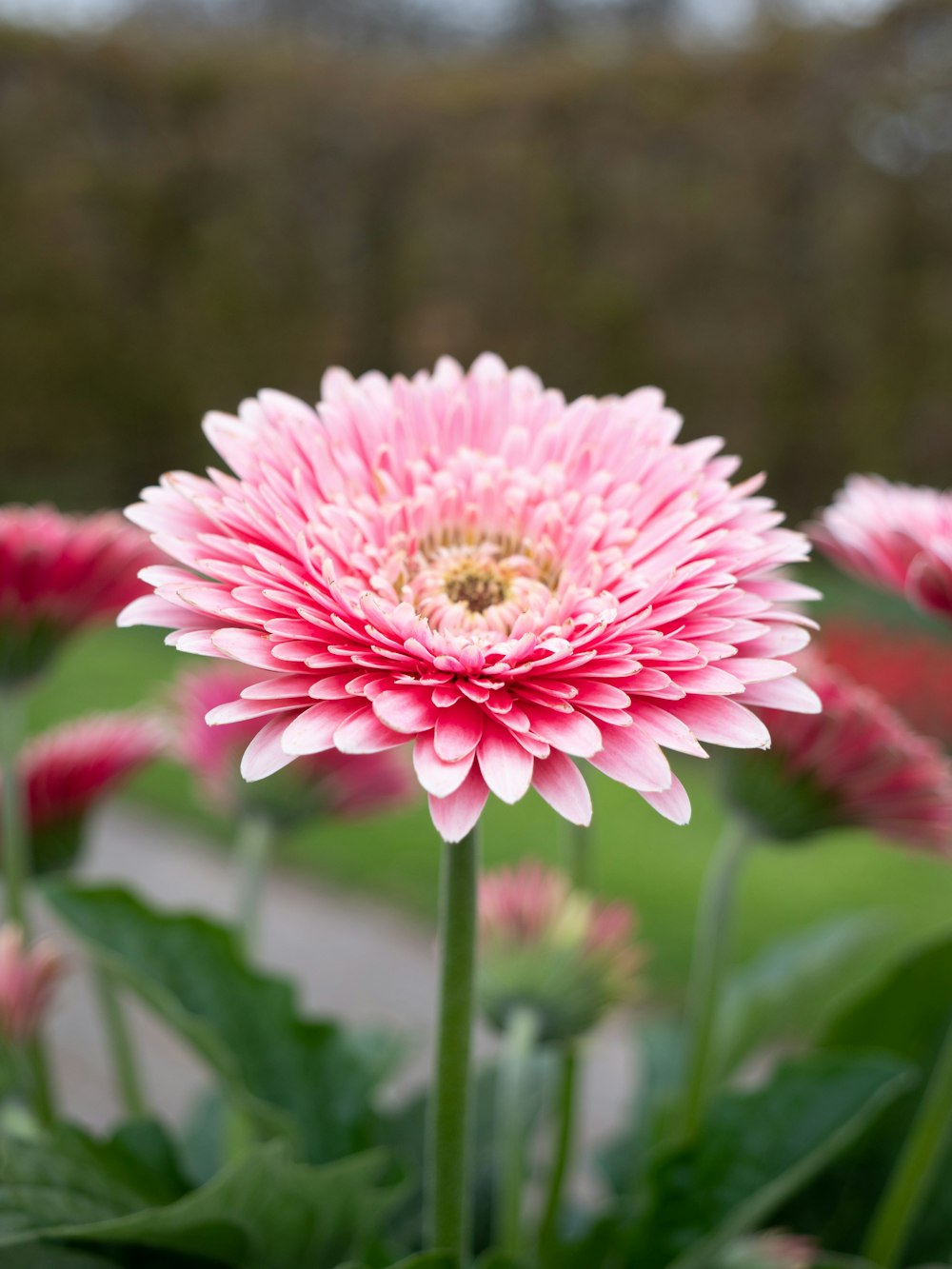 pink and white flower in tilt shift lens