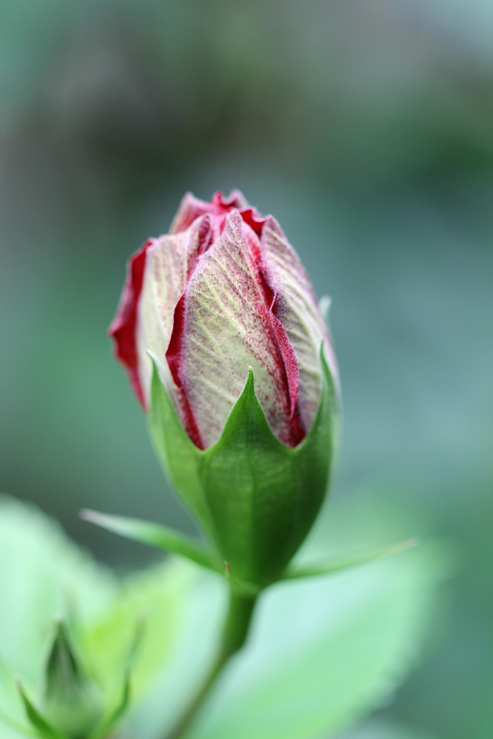 a close up of a flower with a blurry background