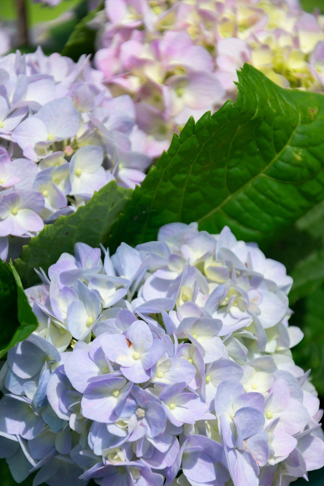 white and purple flowers with green leaves