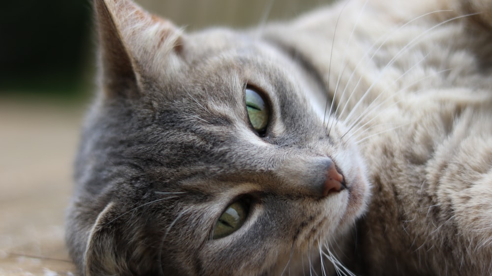 grey tabby cat lying on white textile