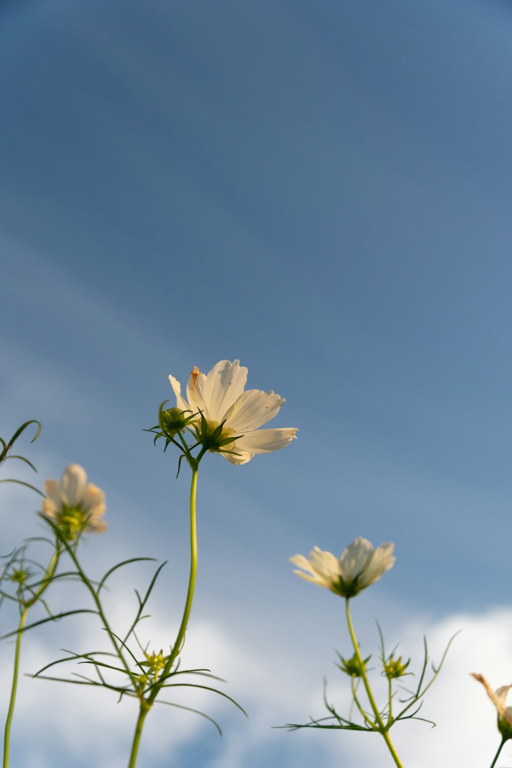 white flower under blue sky