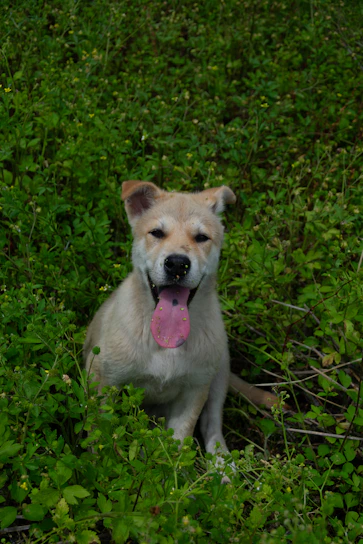 A happy dog resting under the sun with green leaves around representing Solverde's logo color.