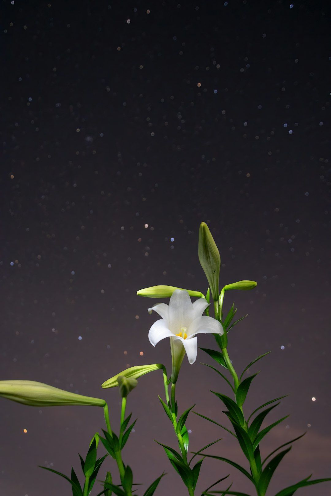 white flower with green leaves