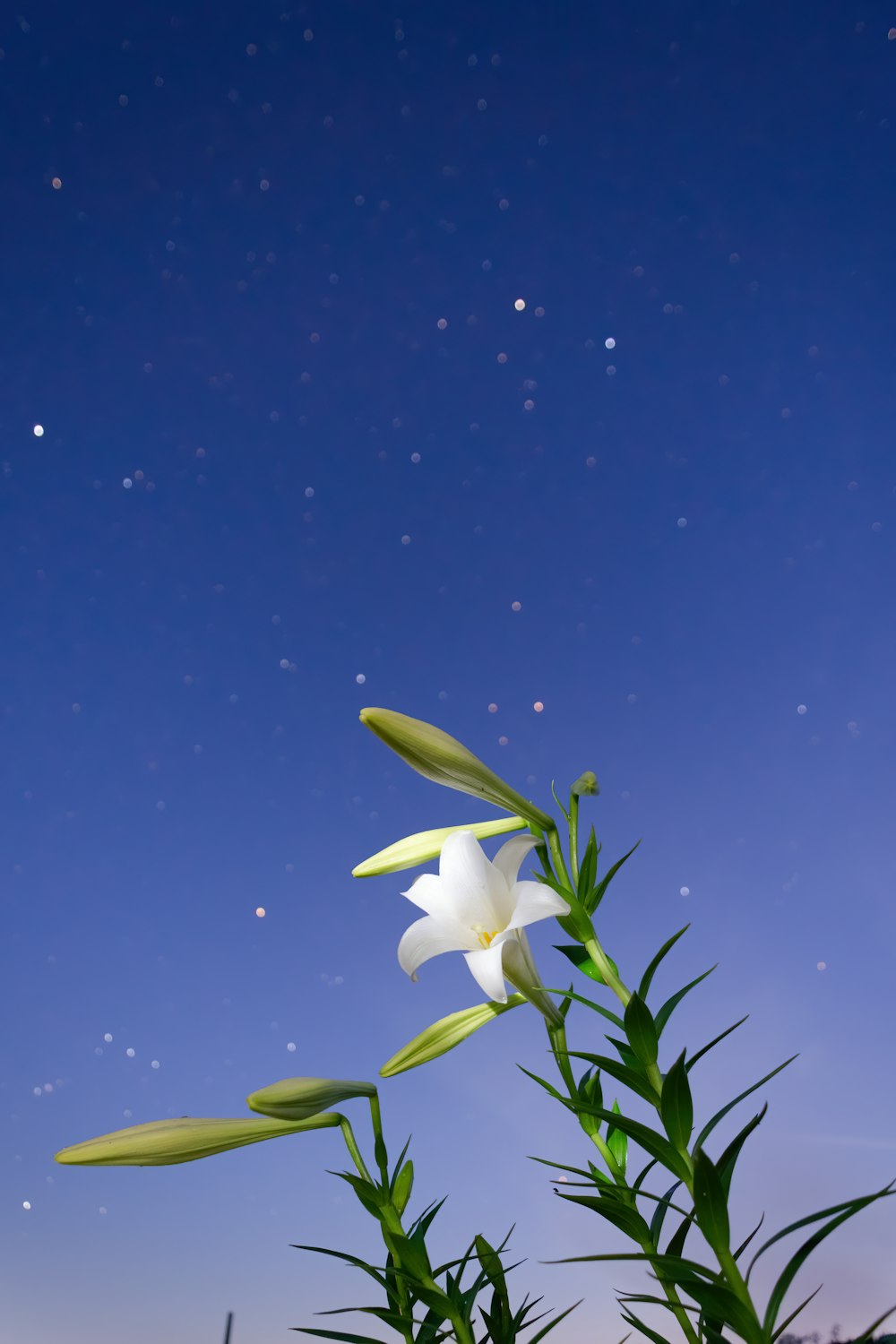 white flower under blue sky