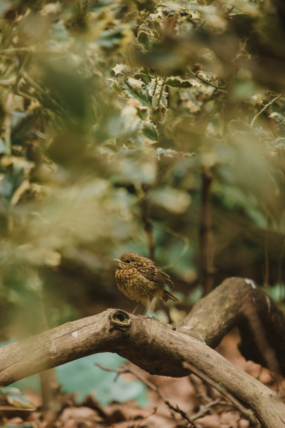 brown bird on brown tree branch