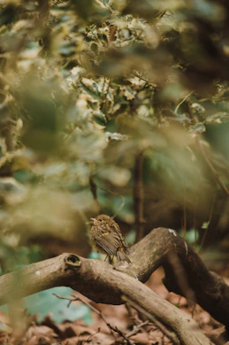 brown bird on brown tree branch