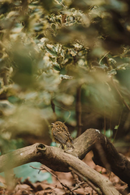 brown bird on brown tree branch