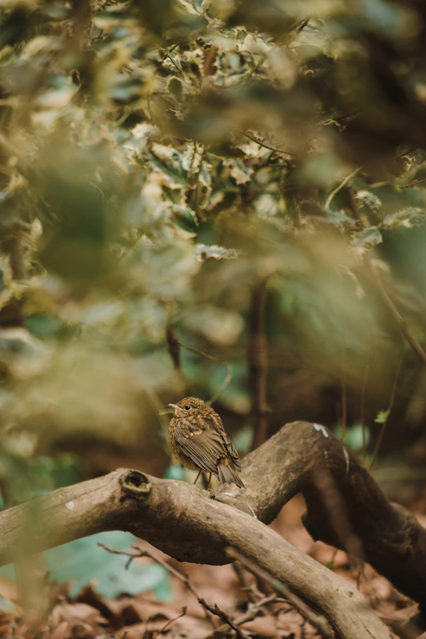 brown bird on brown tree branch