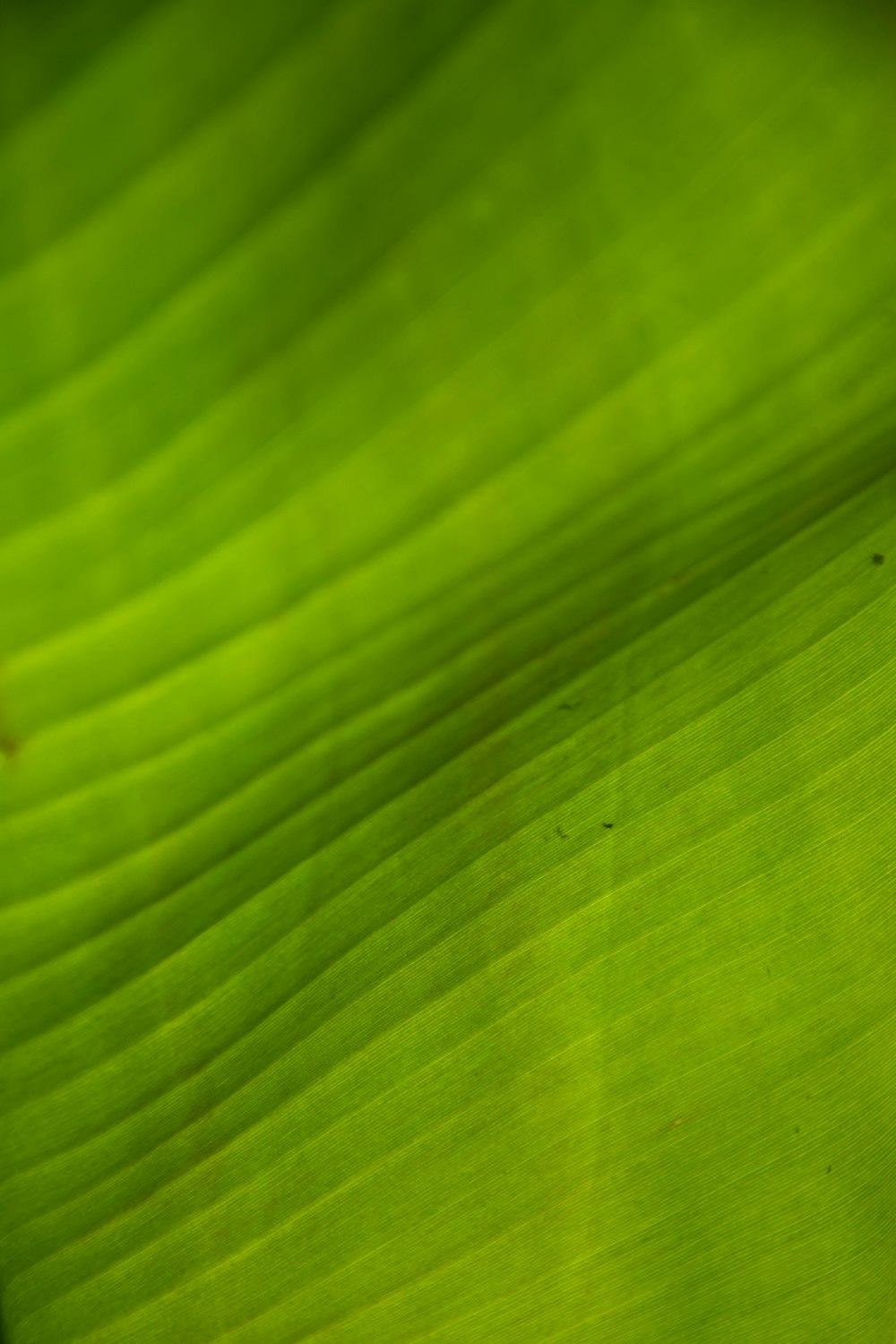 green and white striped textile