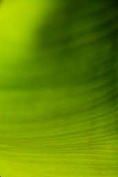 green and white striped textile