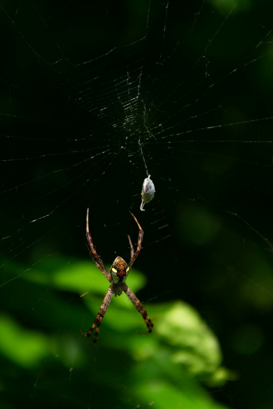 brown spider on spider web during daytime