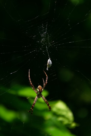 A spider is positioned at the center of a web with its legs spread out, against a dark green background. The web is intricate with a visible cocoon or prey wrapped in silk nearby, adding a predatory element to the scene.