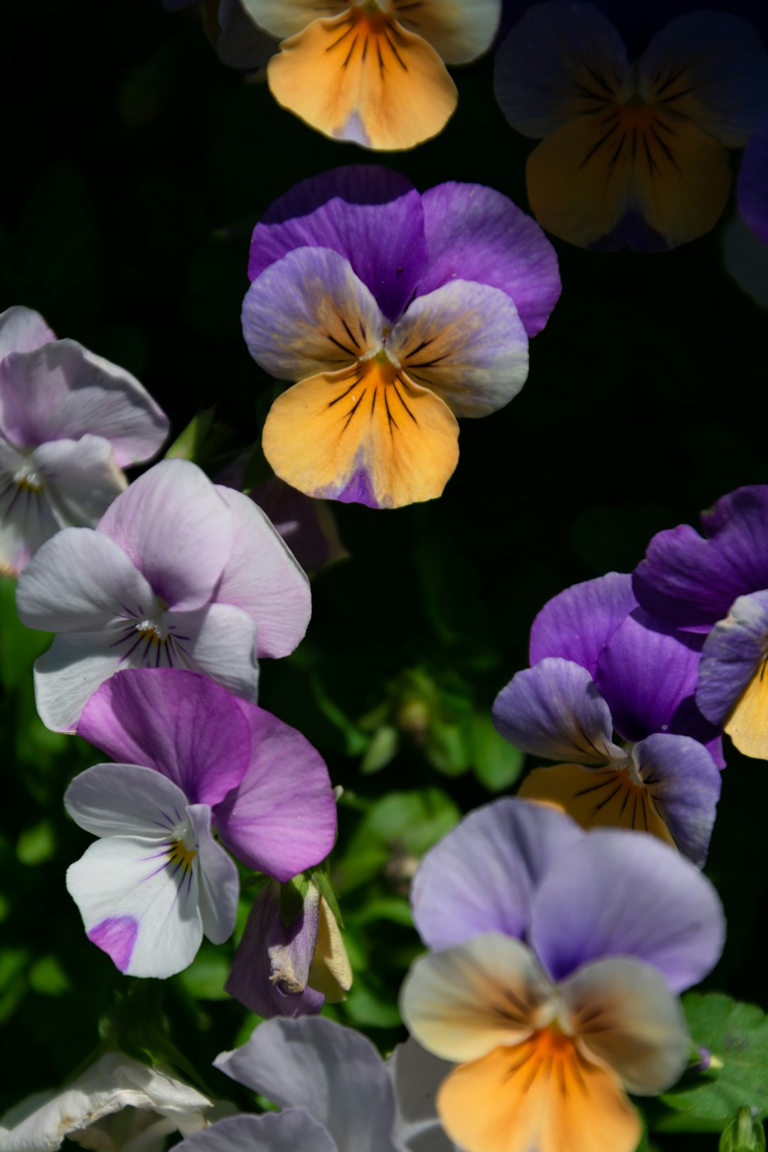 purple and white moth orchids in bloom during daytime