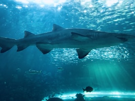 A large shark swims gracefully underwater, surrounded by smaller fish. The sunlight filters through the water, creating a serene ambiance. The scene is set in a vast aquatic space, emphasizing the shark's size and presence.