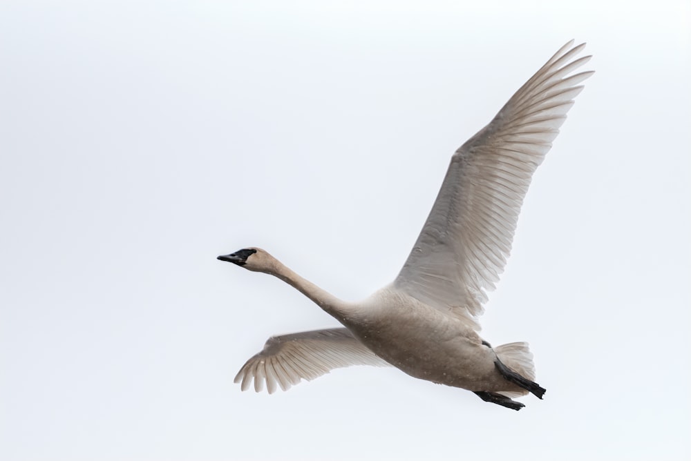 white and black bird flying