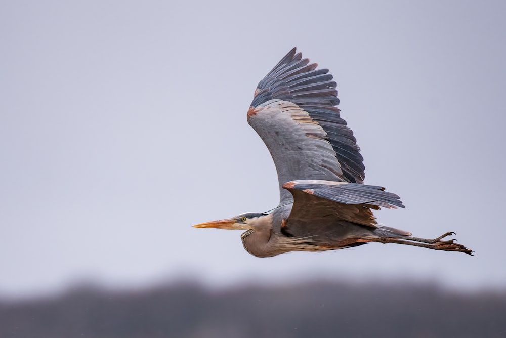 pájaro blanco y negro volando